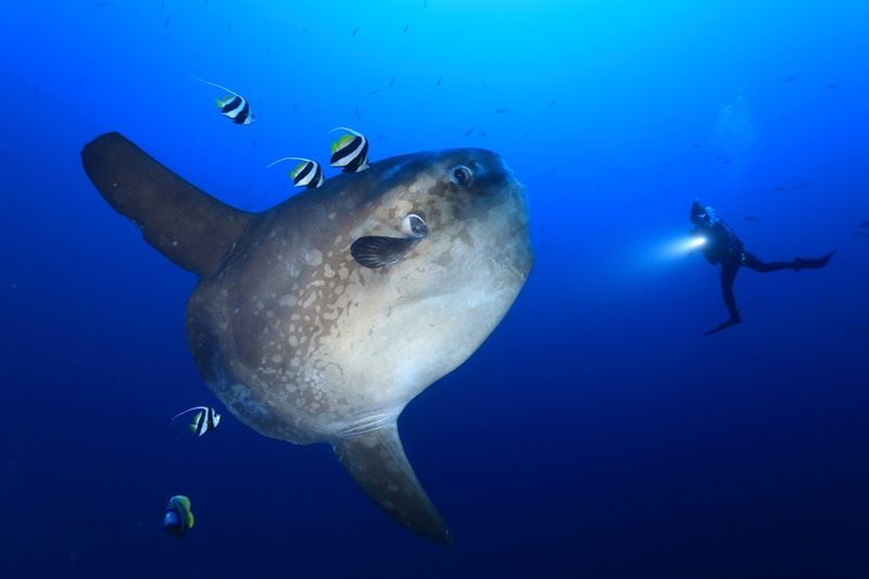 今年の夏こそマンボウダイビング♪ 写真