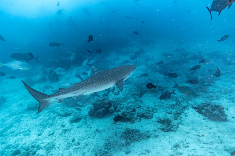モルディブの海洋生物