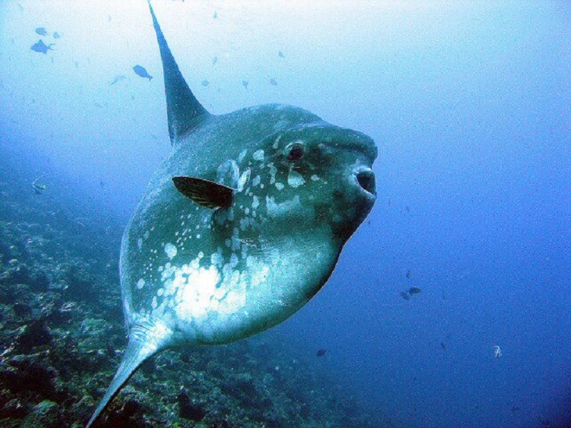 マンボウ