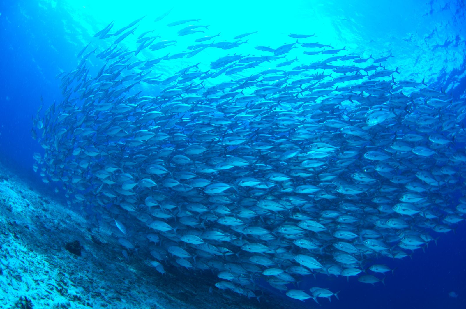 色鮮やかな小魚が群れるリロアンのサンゴ礁