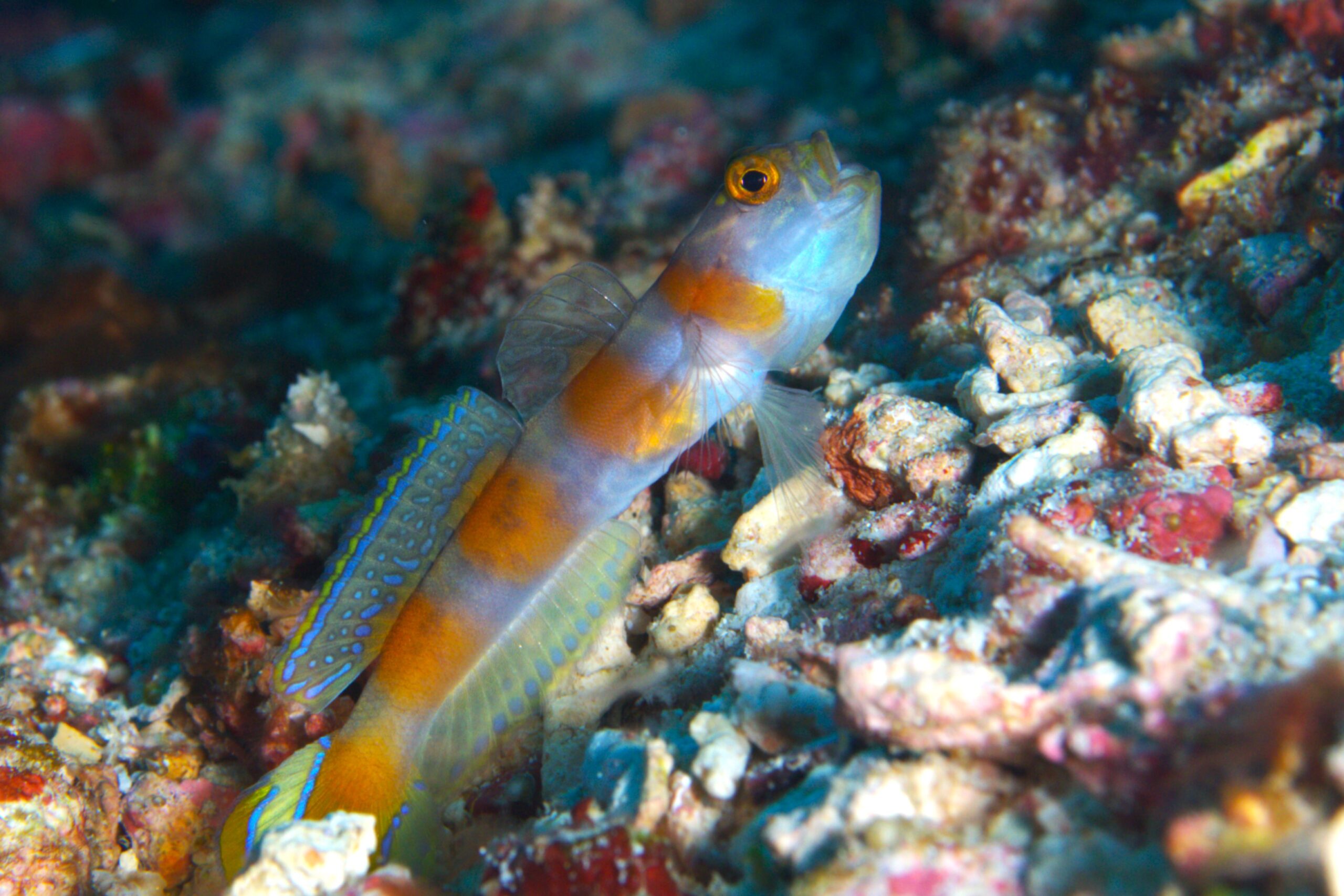 青い海で大きな魚群のそばを泳ぐダイバー