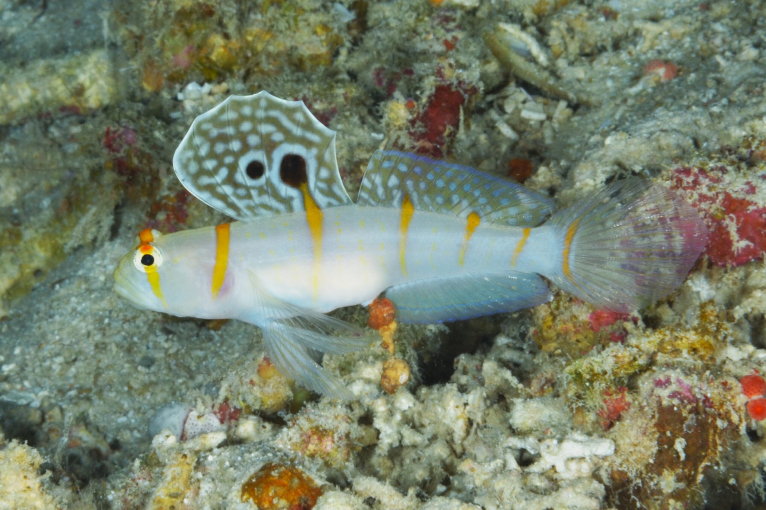 色鮮やかなソフトコーラルと魚が広がる水中景観