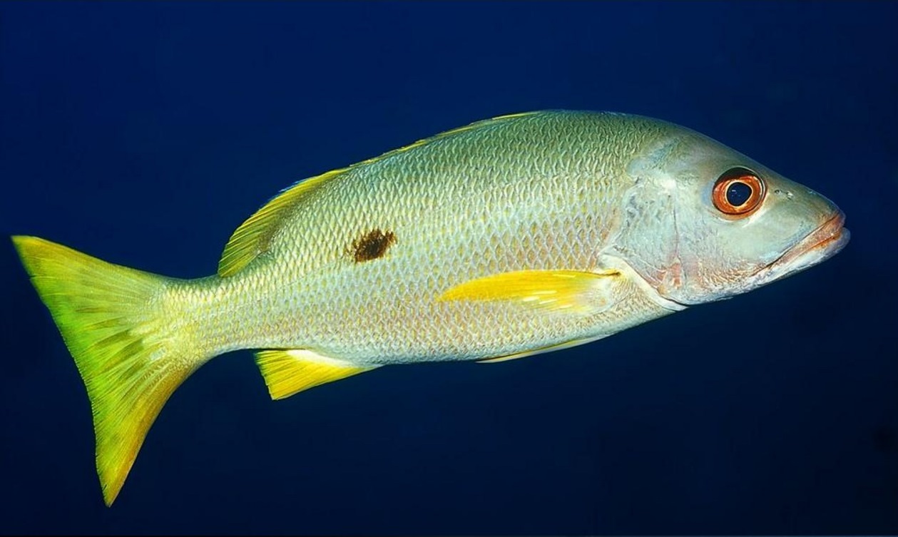 シガテラ 海水 魚